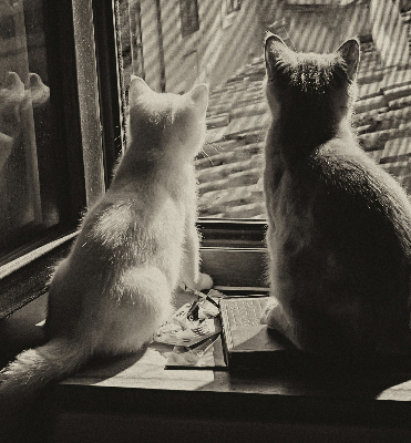 Verdunkelungsrollo mit Motiv „Katzen im Fenster“
