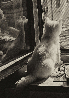 Verdunkelungsrollo mit Motiv „Katzen im Fenster“