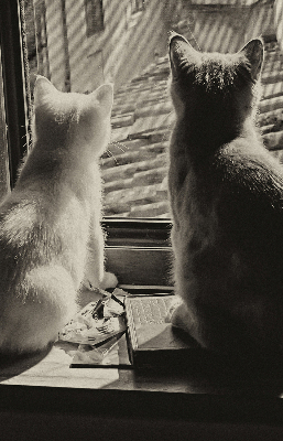 Verdunkelungsrollo mit Motiv „Katzen im Fenster“
