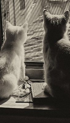 Verdunkelungsrollo mit Motiv „Katzen im Fenster“