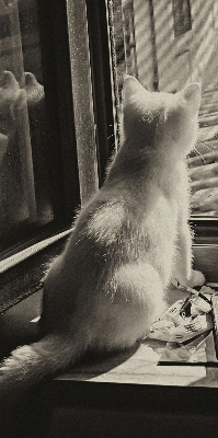 Verdunkelungsrollo mit Motiv „Katzen im Fenster“