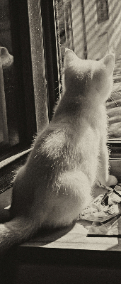 Verdunkelungsrollo mit Motiv „Katzen im Fenster“