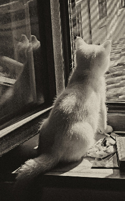 Verdunkelungsrollo mit Motiv „Katzen im Fenster“