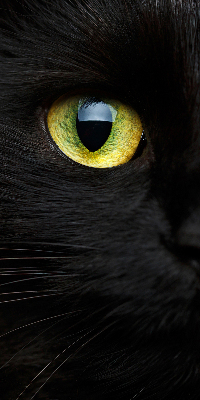 Fenster Rollo mit Katzenaugen-Motiv