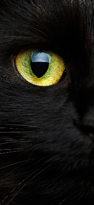 Fenster Rollo mit Katzenaugen-Motiv