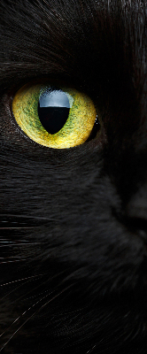Fenster Rollo mit Katzenaugen-Motiv