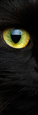 Fenster Rollo mit Katzenaugen-Motiv