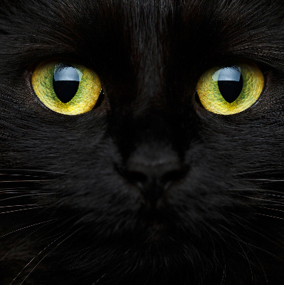 Fenster Rollo mit Katzenaugen-Motiv