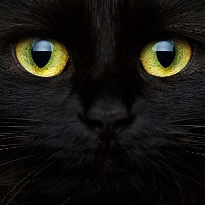 Fenster Rollo mit Katzenaugen-Motiv