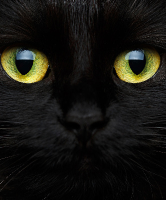 Fenster Rollo mit Katzenaugen-Motiv