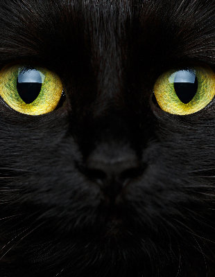 Fenster Rollo mit Katzenaugen-Motiv