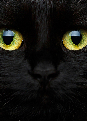 Fenster Rollo mit Katzenaugen-Motiv