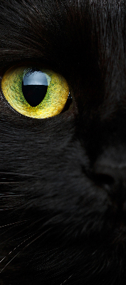 Fenster Rollo mit Katzenaugen-Motiv