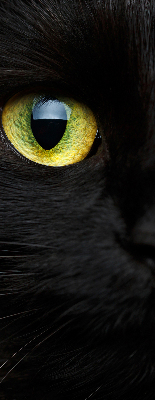 Fenster Rollo mit Katzenaugen-Motiv