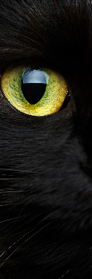 Fenster Rollo mit Katzenaugen-Motiv