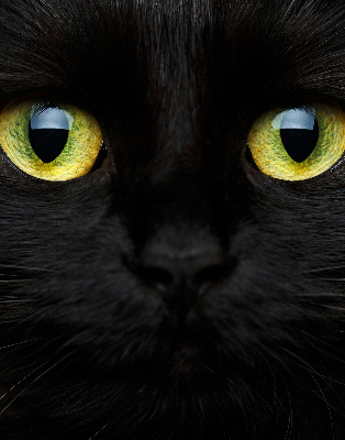 Fenster Rollo mit Katzenaugen-Motiv