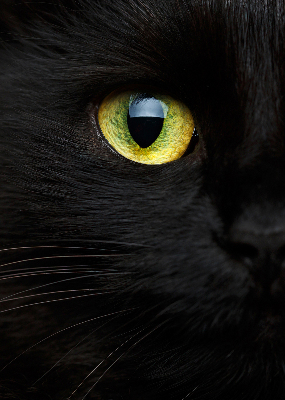 Fenster Rollo mit Katzenaugen-Motiv