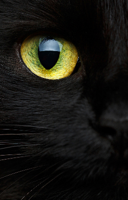 Fenster Rollo mit Katzenaugen-Motiv