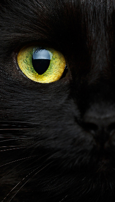 Fenster Rollo mit Katzenaugen-Motiv