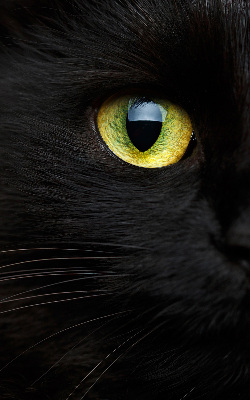 Fenster Rollo mit Katzenaugen-Motiv