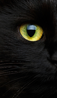 Fenster Rollo mit Katzenaugen-Motiv