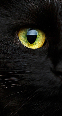 Fenster Rollo mit Katzenaugen-Motiv