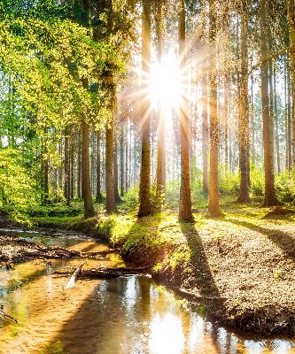 Fenster Rollo in lichtdurchlässigem Stoff mit Motiv „Die Sonne scheint durch die Bäume“