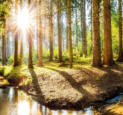 Fenster Rollo in lichtdurchlässigem Stoff mit Motiv „Die Sonne scheint durch die Bäume“
