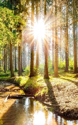 Fenster Rollo in lichtdurchlässigem Stoff mit Motiv „Die Sonne scheint durch die Bäume“