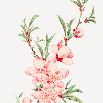 Fenster Rollo in rosa mit Blumenmuster