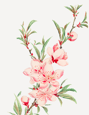 Fenster Rollo in rosa mit Blumenmuster