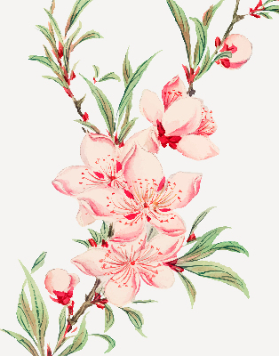 Fenster Rollo in rosa mit Blumenmuster