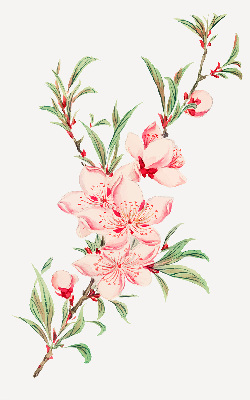 Fenster Rollo in rosa mit Blumenmuster