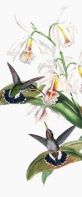 Verdunkelungsrollo mit Motiv von Vögeln auf einer Blume