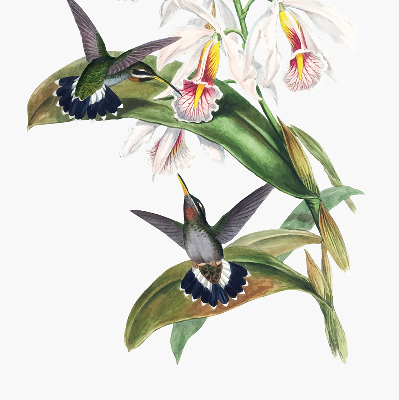 Verdunkelungsrollo mit Motiv von Vögeln auf einer Blume