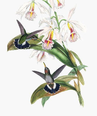 Verdunkelungsrollo mit Motiv von Vögeln auf einer Blume