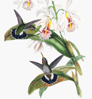 Verdunkelungsrollo mit Motiv von Vögeln auf einer Blume
