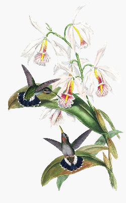 Verdunkelungsrollo mit Motiv von Vögeln auf einer Blume