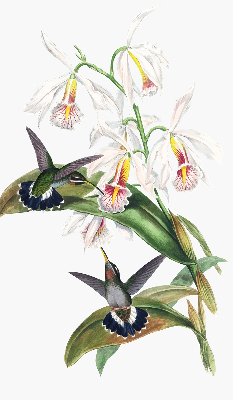 Verdunkelungsrollo mit Motiv von Vögeln auf einer Blume