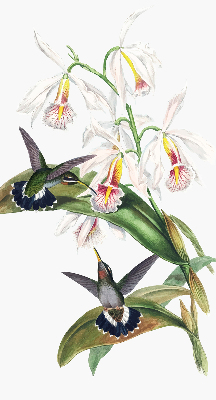 Verdunkelungsrollo mit Motiv von Vögeln auf einer Blume