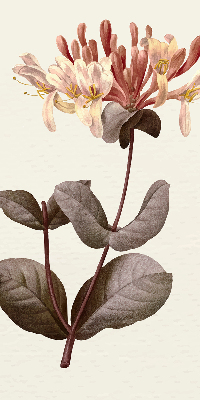 Rollo lichtundurchlässig mit Motiv einer herabfallenden Blume