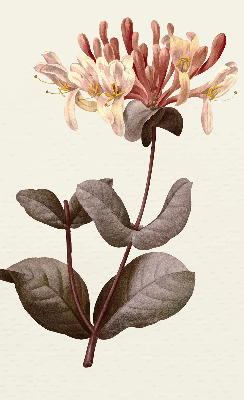 Rollo lichtundurchlässig mit Motiv einer herabfallenden Blume