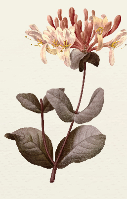 Rollo lichtundurchlässig mit Motiv einer herabfallenden Blume