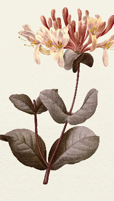 Rollo lichtundurchlässig mit Motiv einer herabfallenden Blume