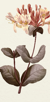 Rollo lichtundurchlässig mit Motiv einer herabfallenden Blume