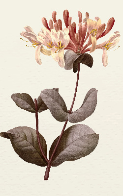 Rollo lichtundurchlässig mit Motiv einer herabfallenden Blume