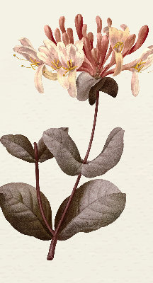 Rollo lichtundurchlässig mit Motiv einer herabfallenden Blume