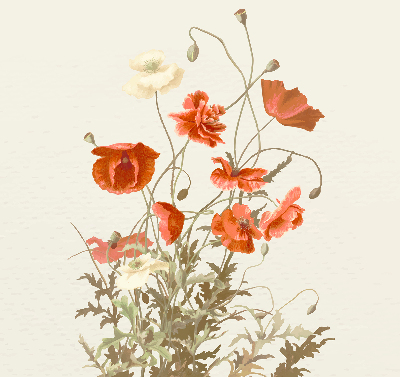 Verdunkelungsrollo mit Mohnblumenmuster