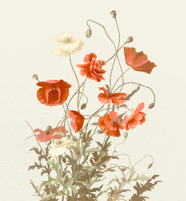 Verdunkelungsrollo mit Mohnblumenmuster