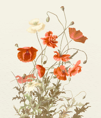 Verdunkelungsrollo mit Mohnblumenmuster